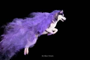 Alena GUIGNABODET - NA MOON PICTURES