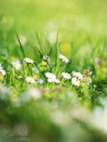 David AMADIEU - AMADIEU DAVID